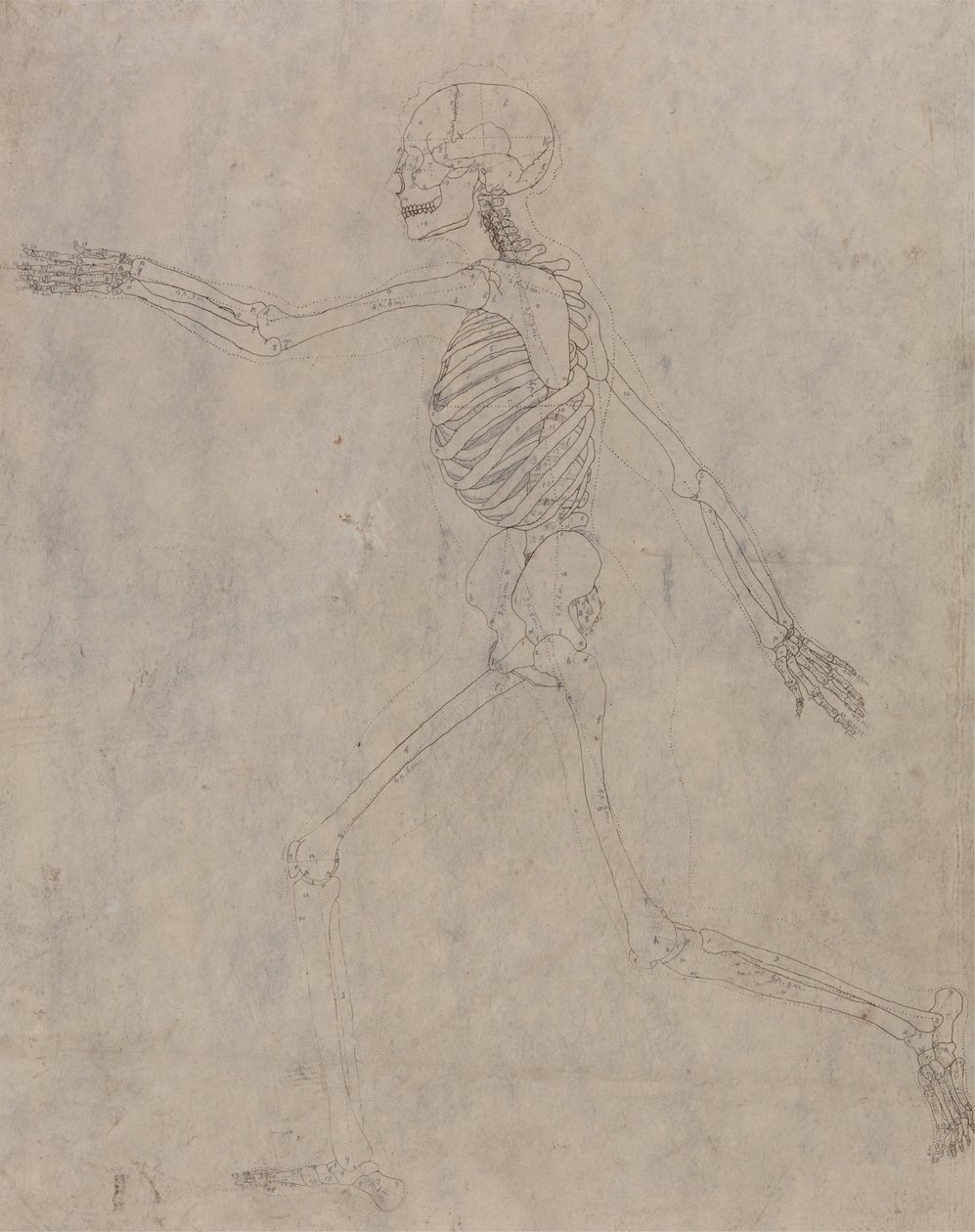 Tutkimus ihmishahmosta, sivuttaisnäkymä, vertailevasta anatomisesta esityksestä ihmiskehon rakenteesta tiikerin ja linnun rakenteeseen, 1795-1806 (grafiitti musteella raskaalla kudoksella tekijältä George Stubbs