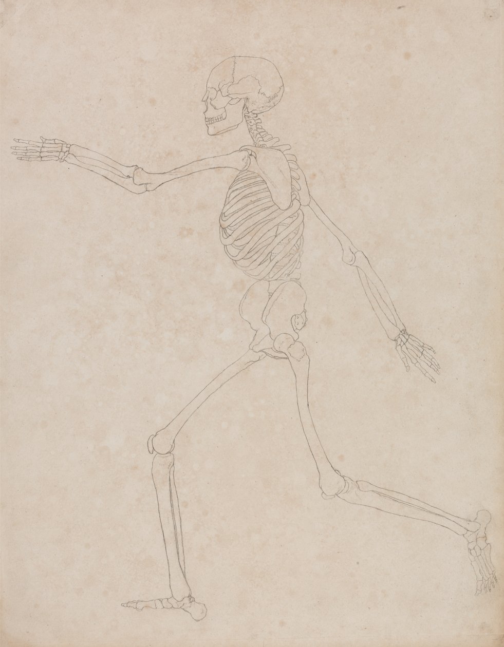 Tutkimus ihmishahmosta, sivuttaisnäkymä, vertailevasta anatomisesta esityksestä ihmiskehon rakenteesta tiikerin ja linnun rakenteeseen, 1795-1806 (grafiittia raskaalle kudospaperille) tekijältä George Stubbs