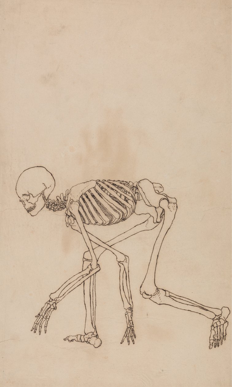 Tutkimus ihmishahmosta, sivuttaisnäkymä, vertailevasta anatomisesta esityksestä ihmiskehon rakenteesta tiikerin ja linnun rakenteen kanssa, 1795-1806 (kynä ja muste grafiitin päällä wov:ssa tekijältä George Stubbs