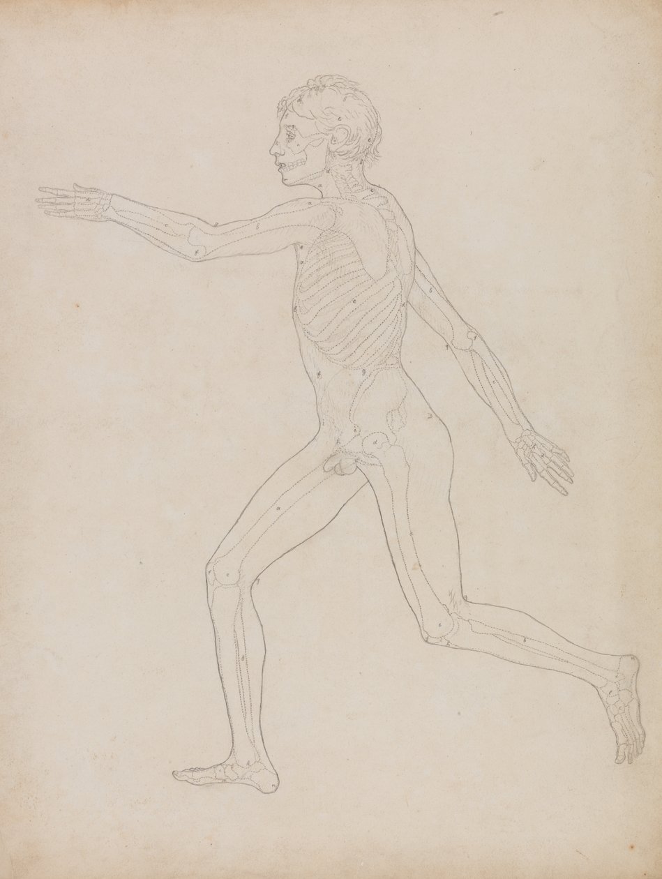 Tutkimus ihmishahmosta, sivuttaisnäkymä, vertailevasta anatomisesta esityksestä ihmiskehon rakenteesta tiikerin ja linnun rakenteeseen, 1795-1806 (grafiittia raskaalle kudospaperille) tekijältä George Stubbs