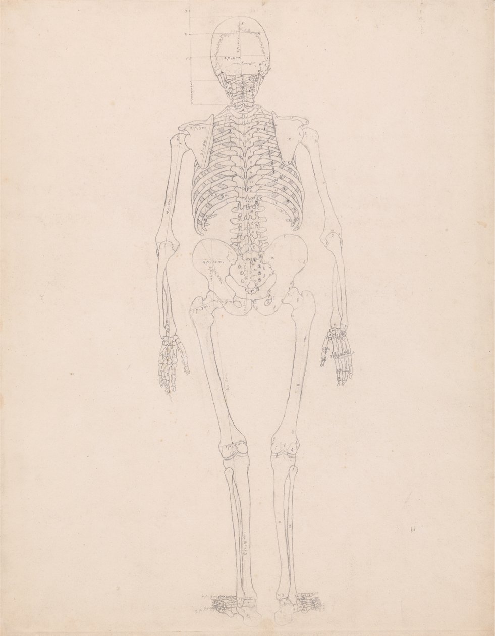 Tutkimus ihmishahmosta, takanäkymä, kaavio taulukon II avaimesta, vertailevasta anatomisesta esityksestä ihmiskehon rakenteesta tiikerin ja linnun rakenteen kanssa, n. 1795-1806 tekijältä George Stubbs