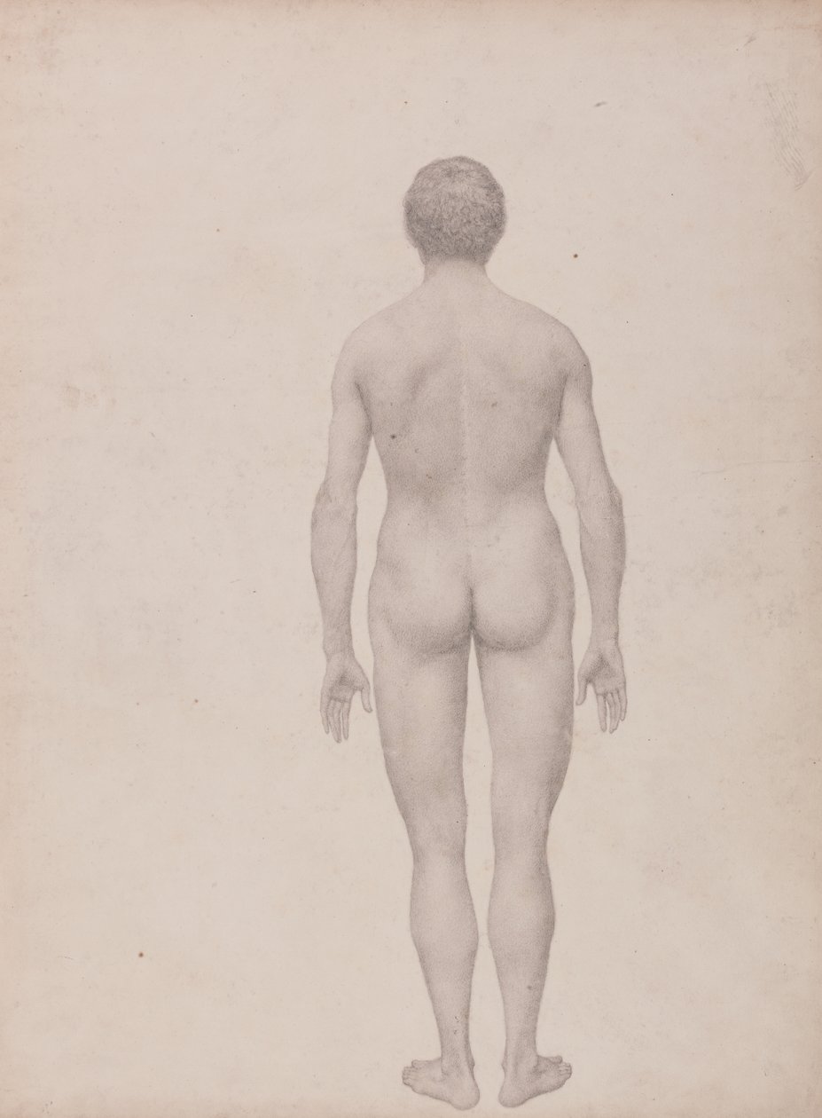 Tutkimus ihmishahmosta, takanäkymä, leikkaamaton, valmis tutkimus taulukolle VII, vertailevasta anatomisesta esityksestä ihmiskehon rakenteesta tiikerin ja linnun rakenteen kanssa tekijältä George Stubbs
