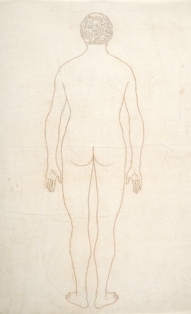 Tutkimus ihmishahmosta, takanäkymä, vertailevasta anatomisesta esityksestä ihmiskehon rakenteesta tiikerin ja linnun rakenteen kanssa, n. 1795-1806 (muste paperille) tekijältä George Stubbs