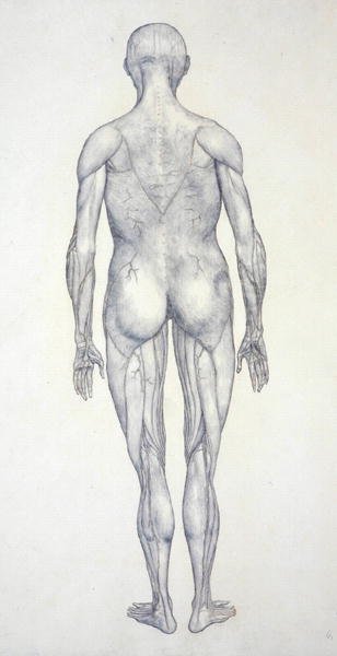 Tutkimus ihmishahmosta, takanäkymä, teoksesta A Comparative Anatomical Exposition of the Structure of the Human Body with that of a Tiger and a Common Fowl, noin 1795-1806 (grafiitti patruunapaperille). tekijältä George Stubbs