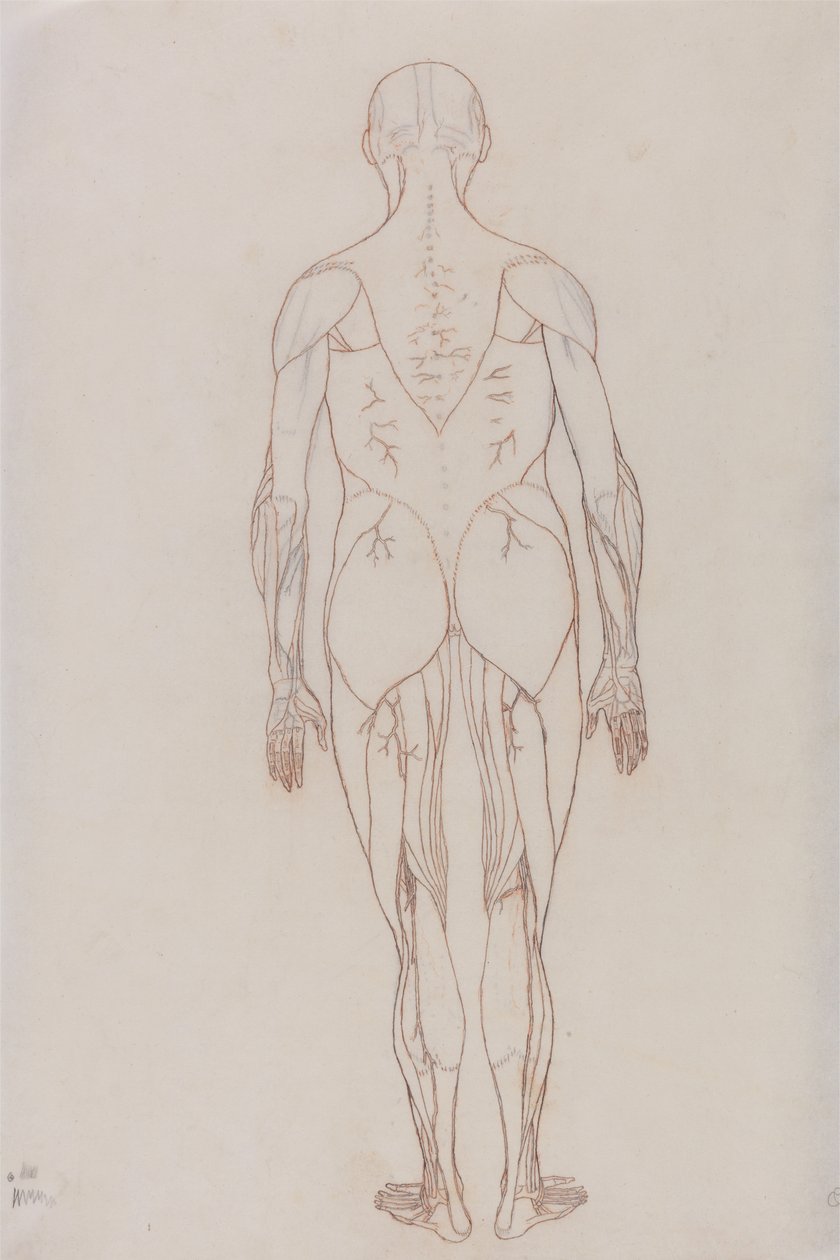 Study of the Human Figure, Posterior View, teoksesta A Comparative Anatomical Exposition of the Structure of the Human Body with that of a Tiger and a Common Fowl, n.1795-1806 (punainen liitu patruunapaperille). tekijältä George Stubbs