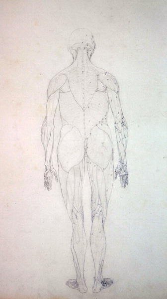 Tutkimus ihmishahmosta, takanäkymä, vertailevasta anatomisesta esityksestä ihmiskehon rakenteesta tiikerin ja linnun rakenteen kanssa, n. 1795-1806 (grafiitti patruunapaperilla) tekijältä George Stubbs
