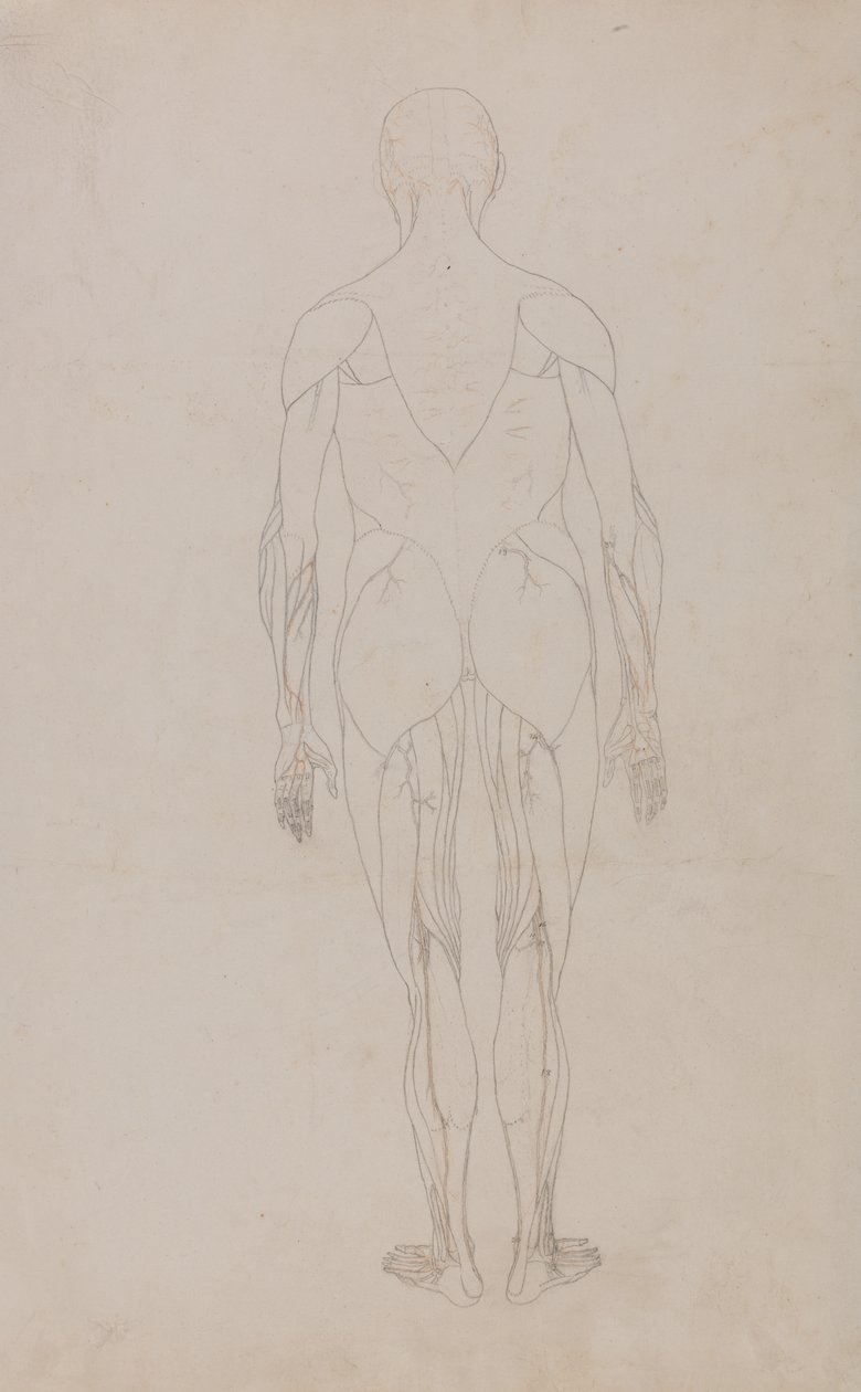 Tutkimus ihmishahmosta, takanäkymä, vertailevasta anatomisesta esityksestä ihmiskehon rakenteesta tiikerin ja linnun rakenteen kanssa, n. 1795-1806 (grafiitti ja muste paperille) tekijältä George Stubbs