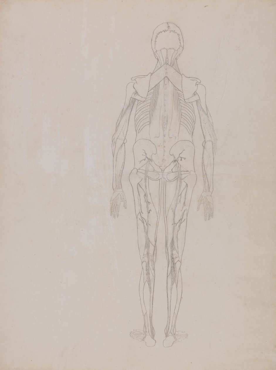 Tutkimus ihmishahmosta, takanäkymä, vertailevasta anatomisesta esityksestä ihmiskehon rakenteesta tiikerin ja linnun rakenteen kanssa, n. 1795-1806 (grafiitti patruunapaperilla) tekijältä George Stubbs
