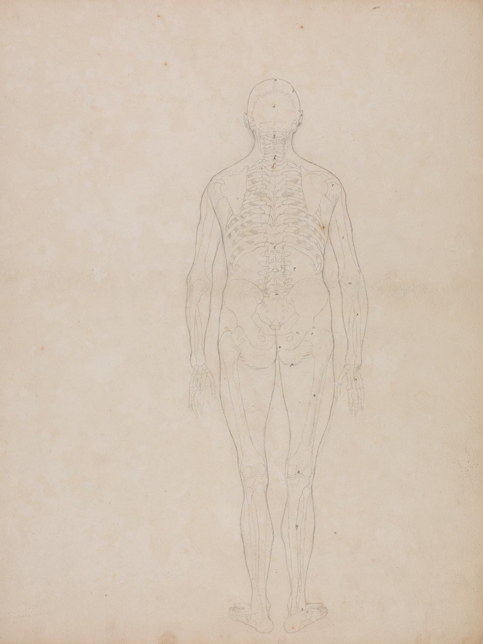 Tutkimus ihmishahmosta, takanäkymä, teoksesta A Comparative Anatomical Exposition of the Structure of the Human Body with that of a Tiger and a Common Fowl, noin 1795-1806 (grafiitti patruunapaperille). tekijältä George Stubbs