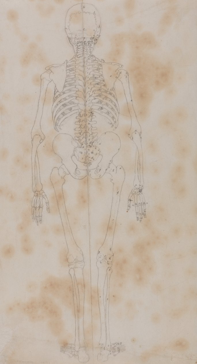 Tutkimus ihmishahmosta, takakuva, vertailevasta anatomisesta esityksestä ihmiskehon rakenteesta tiikerin ja linnun rakenteen kanssa, n. 1795-1806 (grafiitti paperille) tekijältä George Stubbs