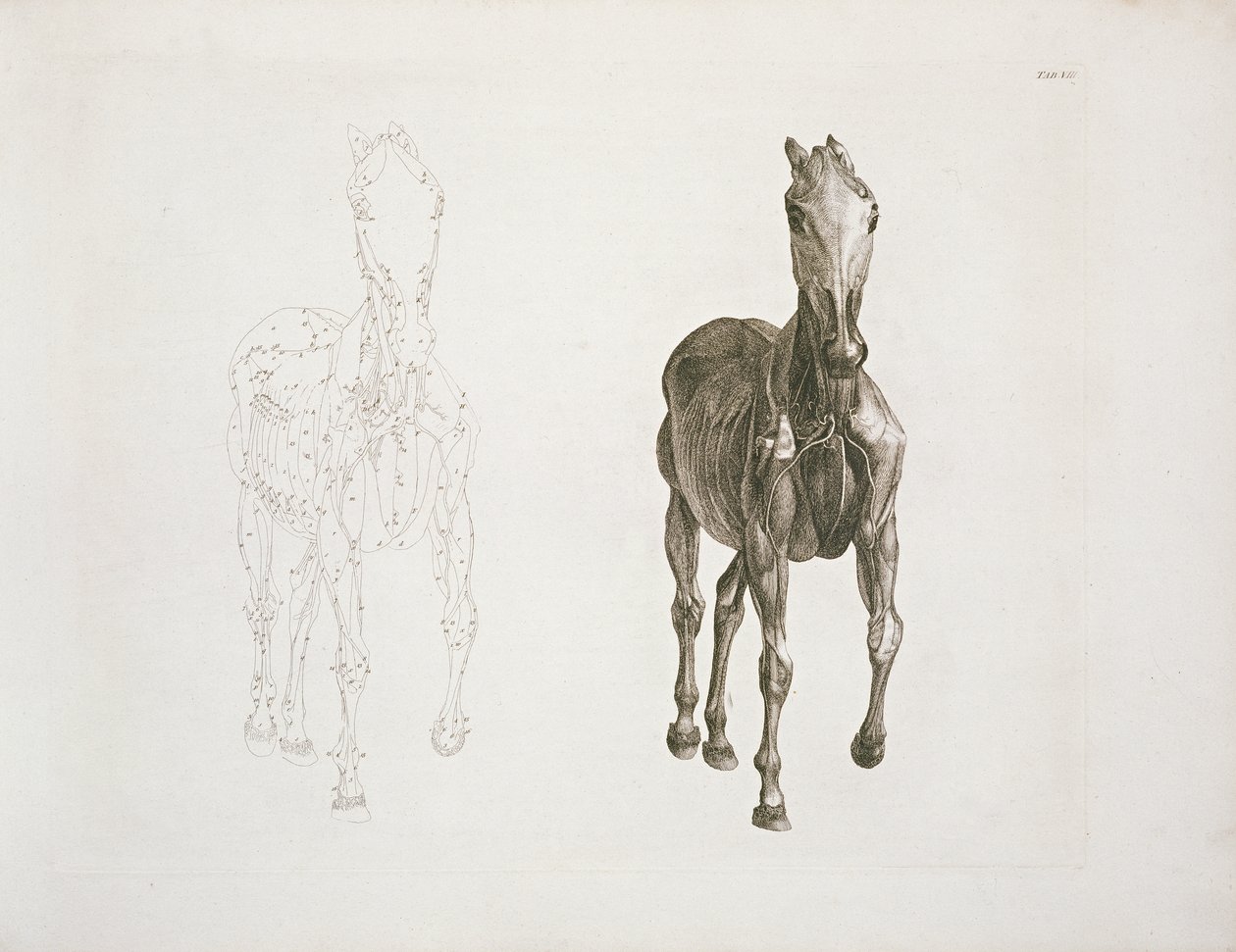 Tab. VIII, teoksesta "Hevosen anatomia..." 1766 tekijältä George Stubbs