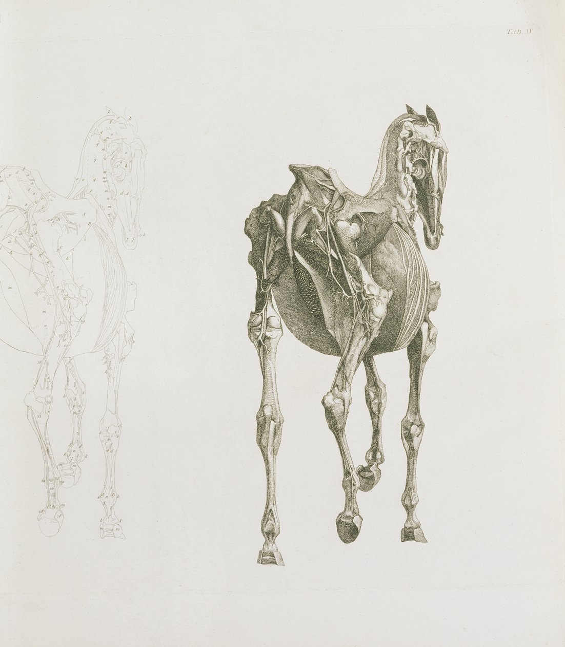 Tab. XV, teoksesta "Hevosen anatomia...", 1766 tekijältä George Stubbs
