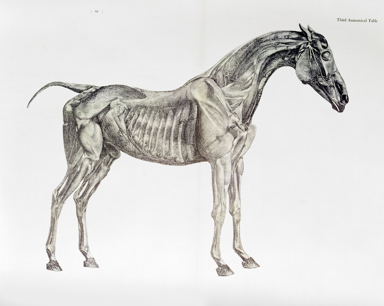 Kolmas anatominen taulukko teoksesta "Hevosen anatomia" tekijältä George Stubbs