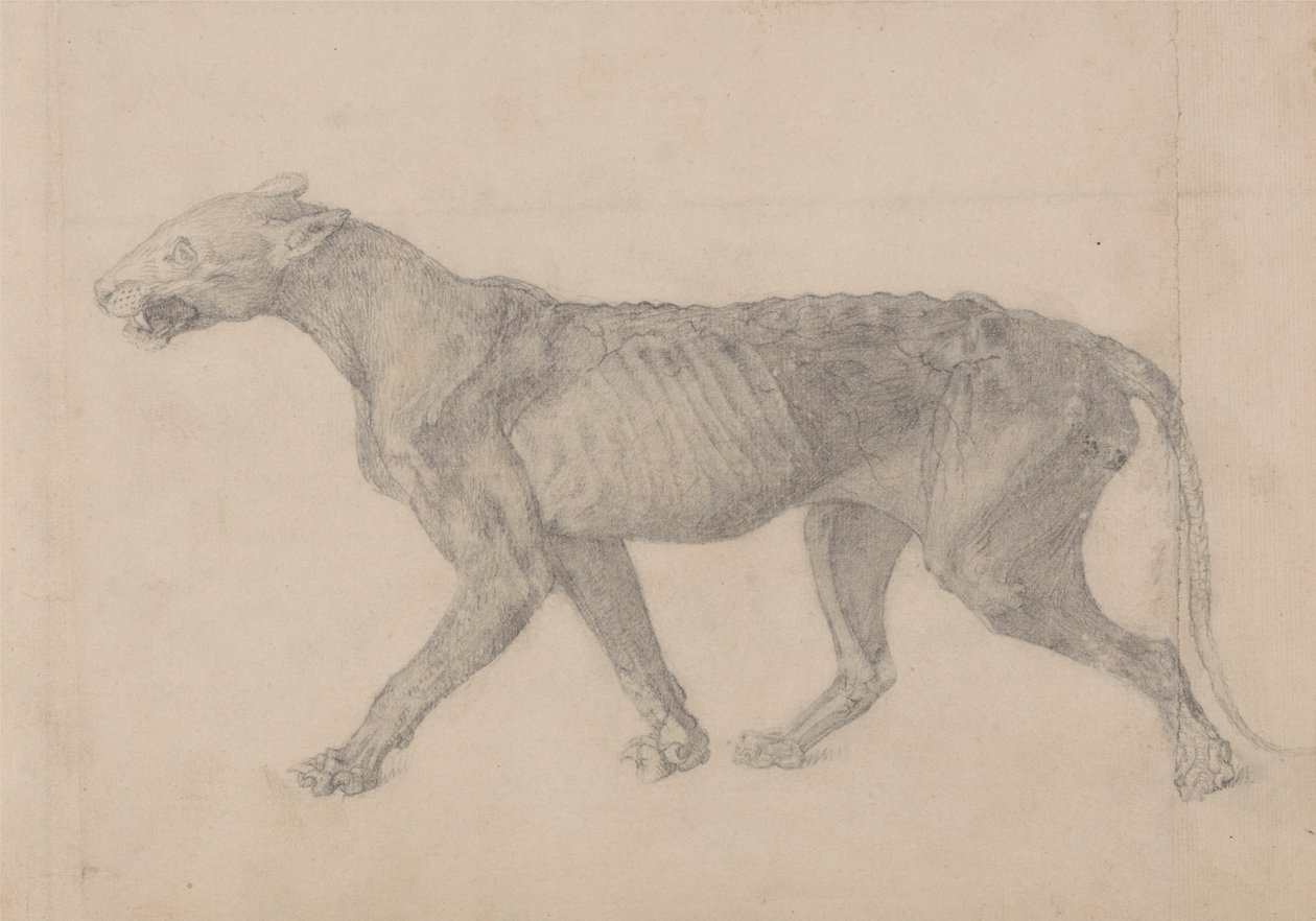 Tiikerin vartalo, sivunäkymä (ensimmäinen yhdeksästä piirroksesta toisesta tiikerinäytteestä) tekijältä George Stubbs