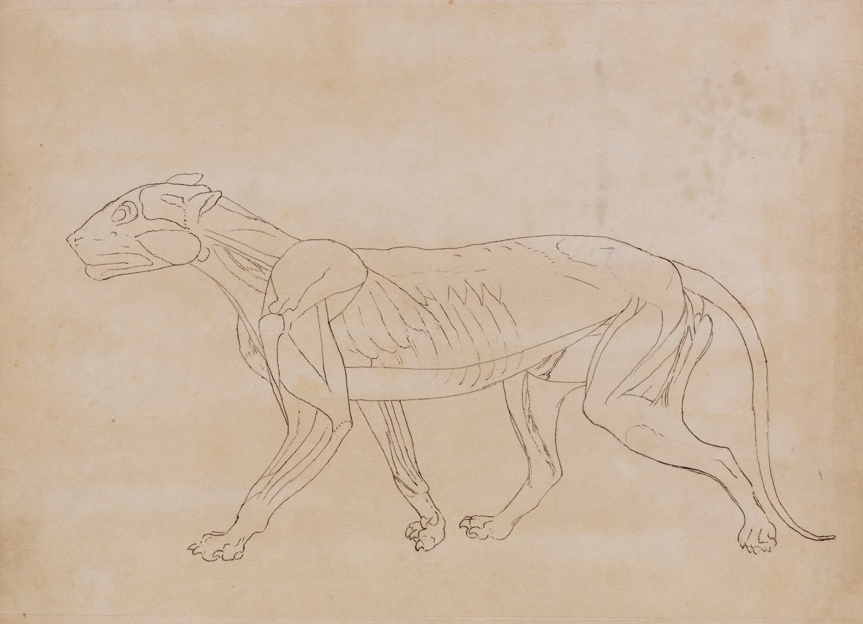 Tiikerin vartalo, sivunäkymä (avainhahmon ääriviivapiirros) tekijältä George Stubbs