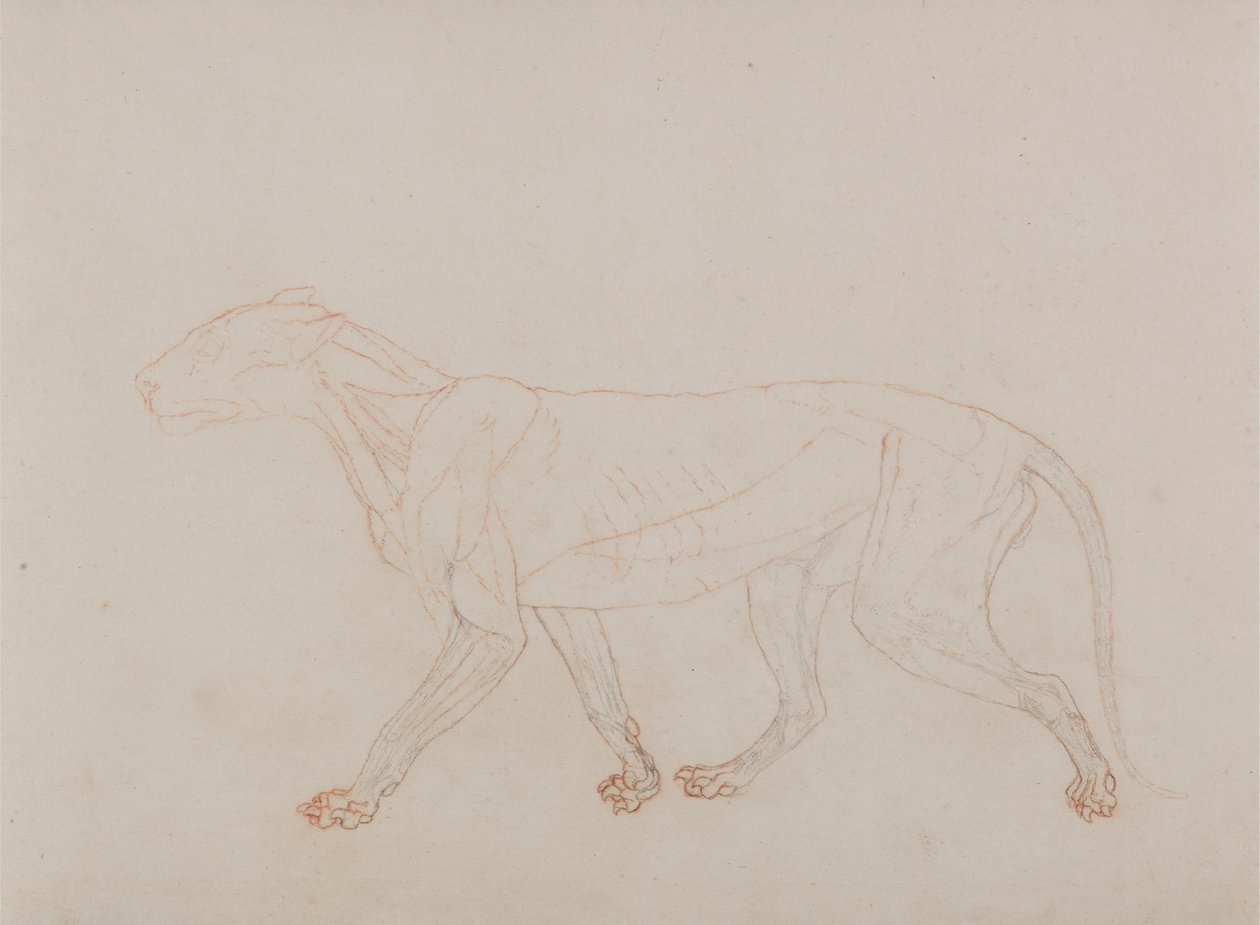 Tiger Body, Lateral View (näyttää kolmannen vaiheen dissektiossa) tekijältä George Stubbs