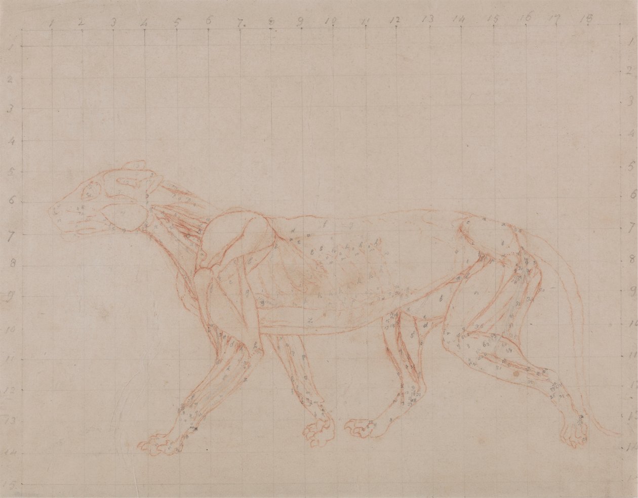 Tiger Body, Lateral View (Tutkimus neljännestä dissektiovaiheesta, jossa näkyy syvemmät lihakset) tekijältä George Stubbs