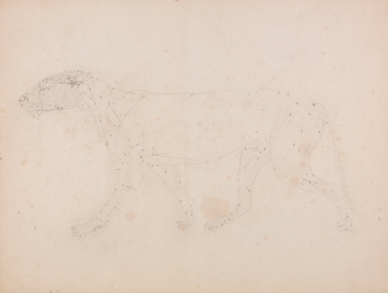 Tiikerivartalo, sivunäkymä (Taulukon IX avainhahmon lihasten tutkimus) tekijältä George Stubbs