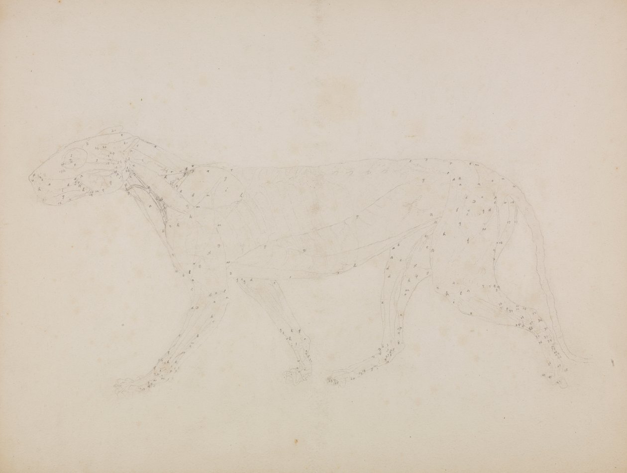 Tiger Body, sivunäkymä (Tutkimus lihasten ylemmistä kerroksista ja niiden verenkierrosta valmisteltu taulukon XIV avainhahmolle) tekijältä George Stubbs