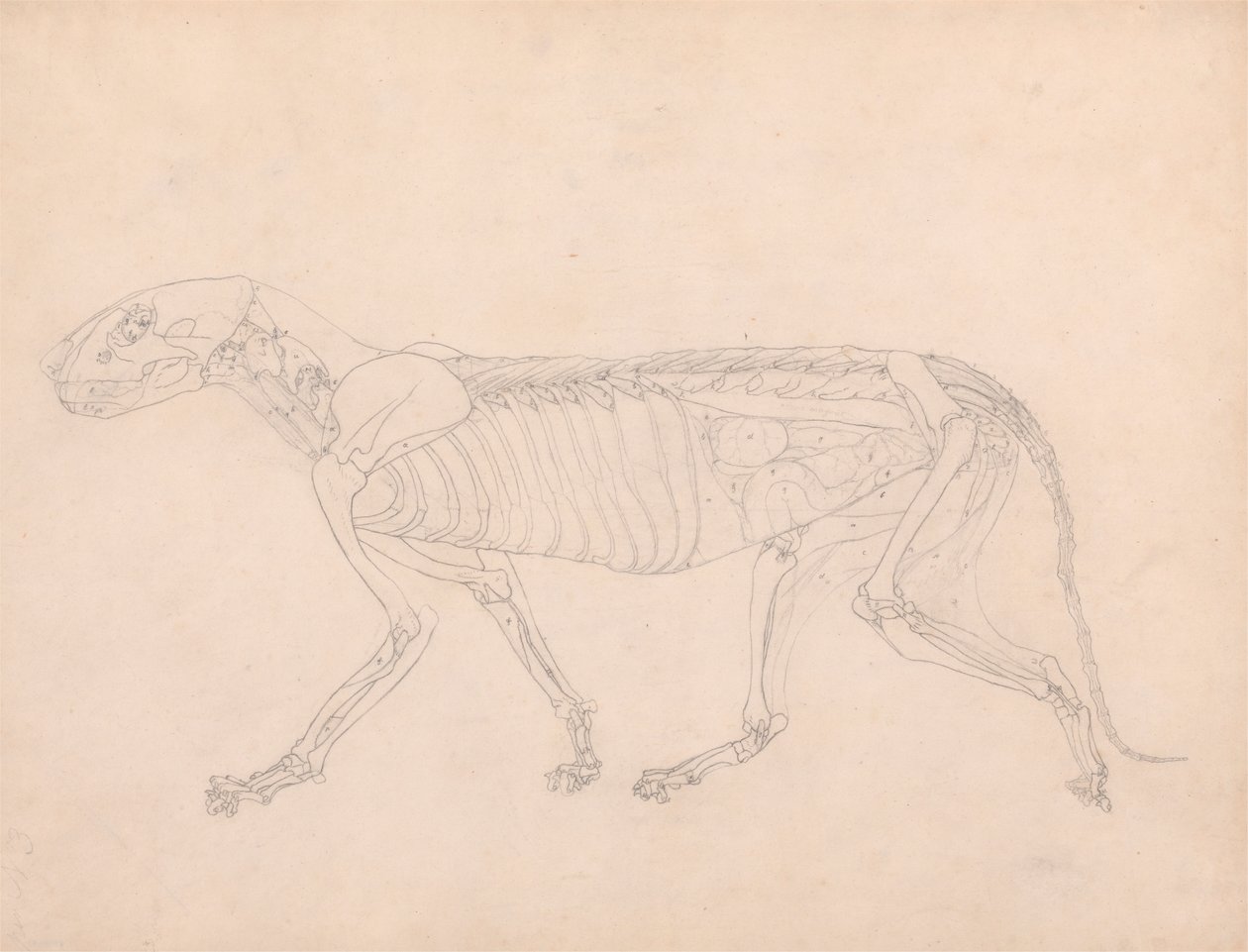 Tiger Body, sivuttaisnäkymä tekijältä George Stubbs