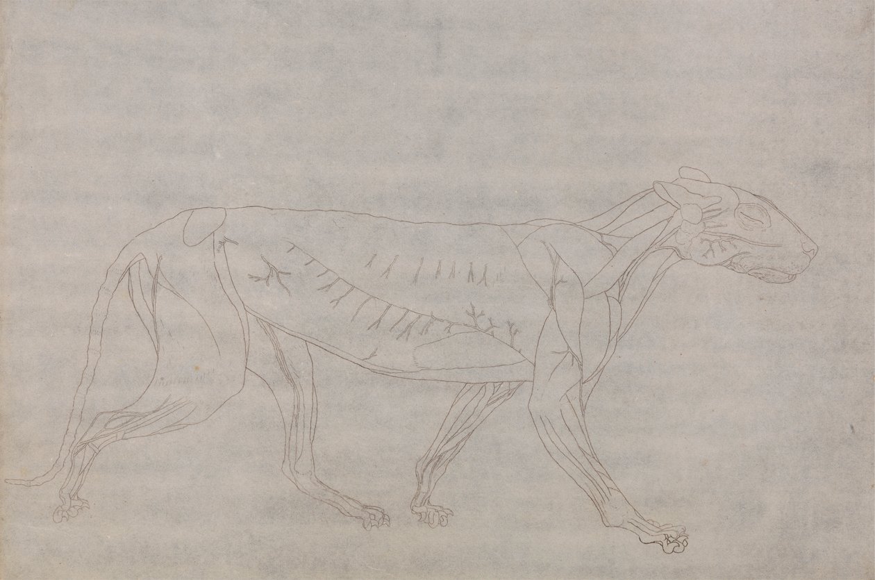 Tiger Body, sivuttaisnäkymä tekijältä George Stubbs