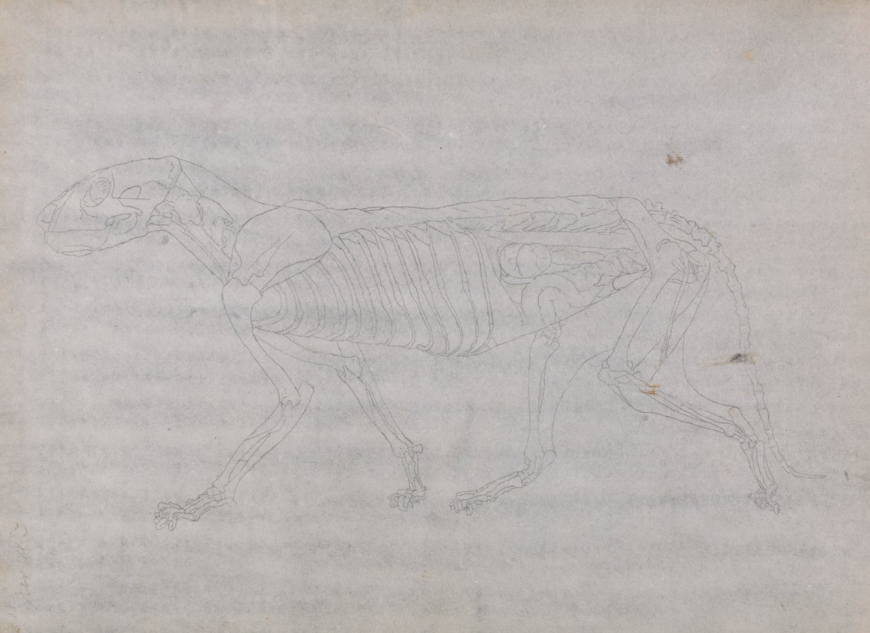 Tiger Body, sivuttaisnäkymä tekijältä George Stubbs