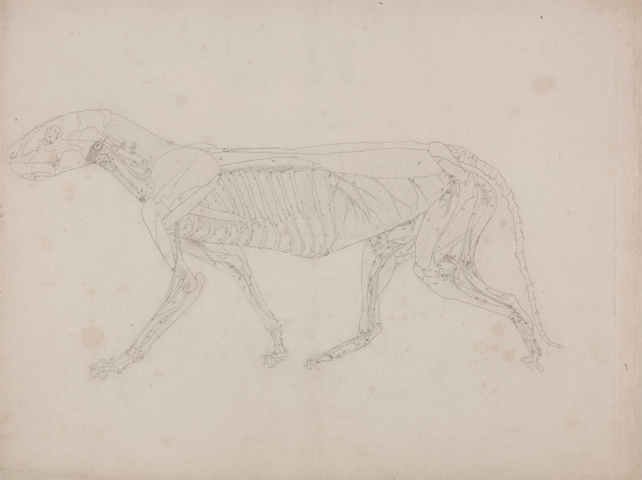 Tiger Body, sivuttaisnäkymä tekijältä George Stubbs