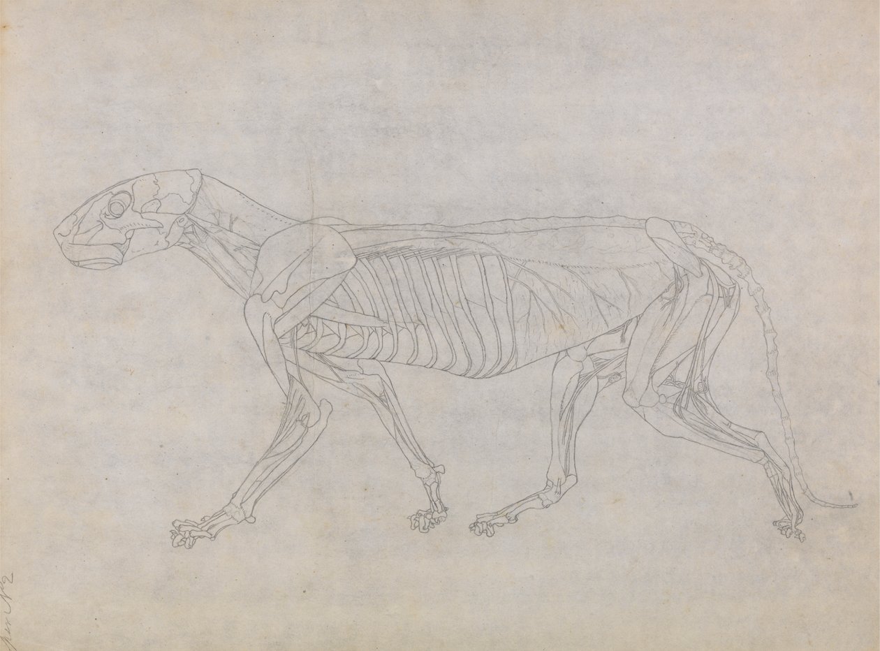 Tiger Body, sivuttaisnäkymä tekijältä George Stubbs