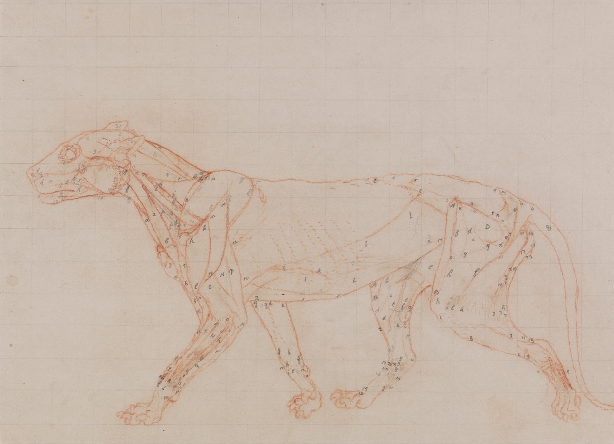 Tiger Body, sivuttaisnäkymä (tutkimus dissektion kolmannessa vaiheessa paljastuneista lihaksista) tekijältä George Stubbs