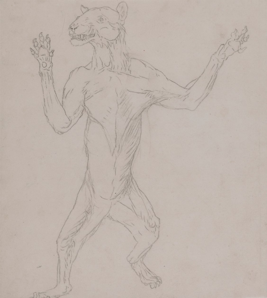 Tiikerivartalo seisoo ihmisasennossa tekijältä George Stubbs
