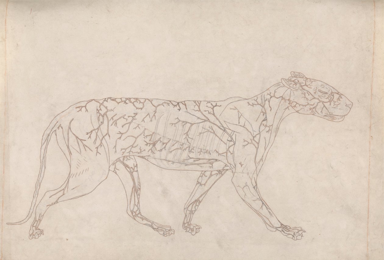Tiger, Lateral View (Perustutkimus pintaverensyötöstä, valmisteltu taulukon IX avainkuvaa varten) tekijältä George Stubbs