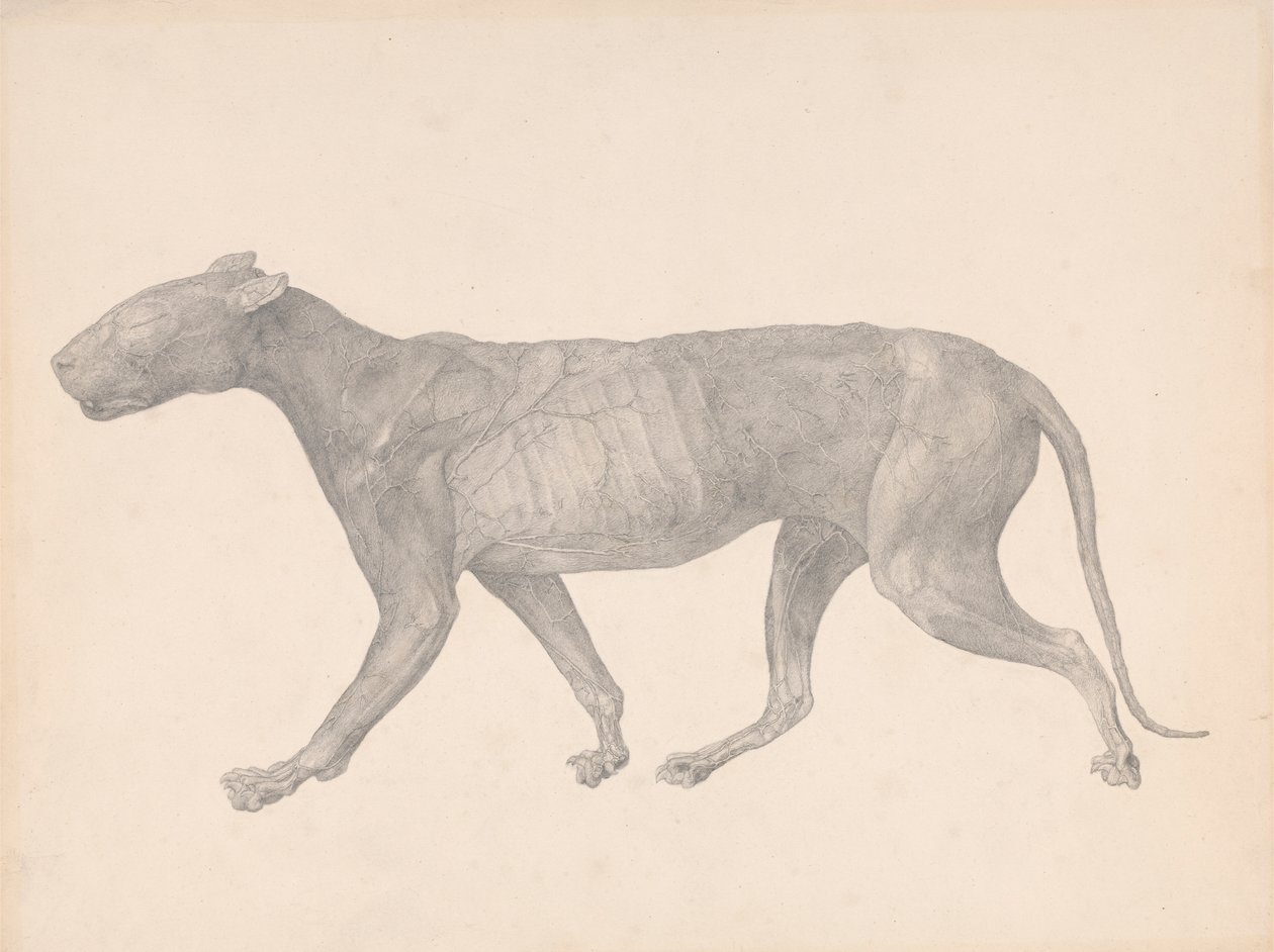 Tigre, Vista Lateral, com Remoção de Pele e Tecido (Estudo Concluído para a Tabela IX) finlandês tekijältä George Stubbs