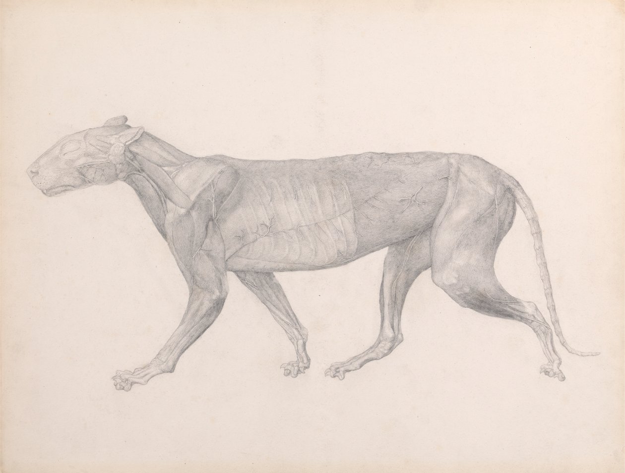 Tigre, Vista Lateral, com o Tecido Conjuntivo Sobre os Músculos Removidos (Estudo Finalizado para a Tabela XIV) finlandês tekijältä George Stubbs