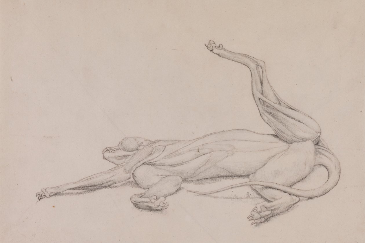Tiger, makuuasennossa, katsottuna vatsasta tekijältä George Stubbs