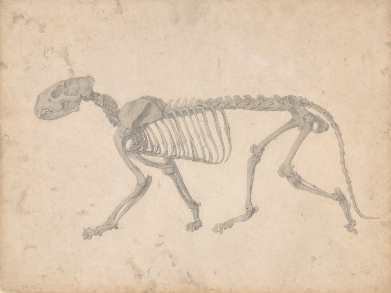 Tiikeriluuranko, sivunäkymä (valmiit taulukon IV tutkimus) tekijältä George Stubbs