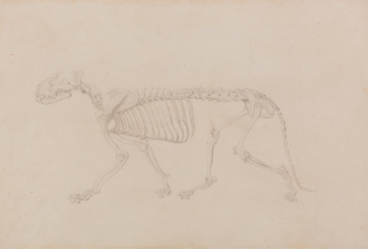 Tiikeriluuranko, sivunäkymä (Huippuvalmis tutkimus taulukolle IV) tekijältä George Stubbs