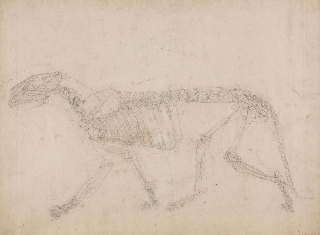 Esqueleto do tigre, vista lateral (provavelmente o estudo principal do esqueleto) finlandês tekijältä George Stubbs