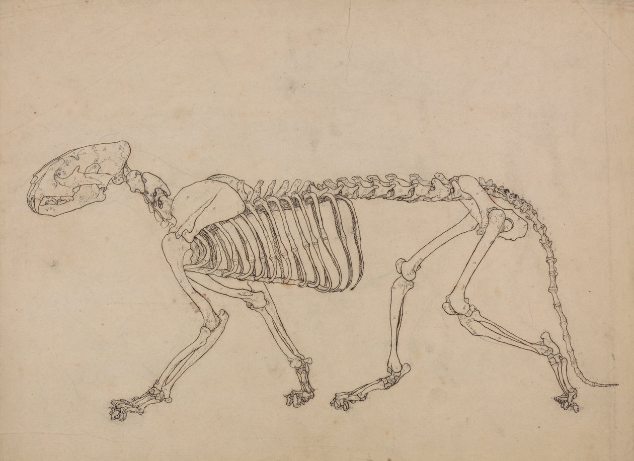 Tiikeriluuranko, sivunäkymä (Tutkimus taulukon IV avainhahmosta) tekijältä George Stubbs