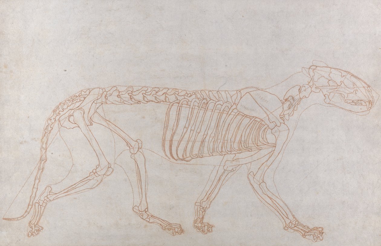 Tiikeriluuranko, sivunäkymä tekijältä George Stubbs