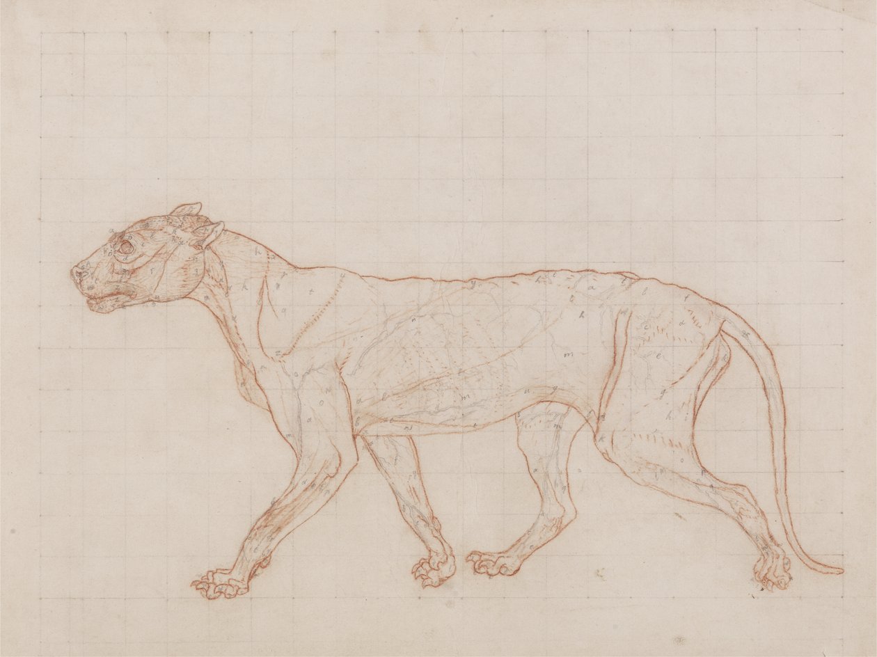 Tiikeri, sivukuva, iho poistettu, kuvitus teoksesta "A Comparative Anatomical Exposition of the Structure of the Human Body with that of a Tiger and a Common Fowl" (Vertaileva anatominen selvitys ihmiskehon rakenteesta tiikerin ja tavallisen kanan kanssa) tekijältä George Stubbs