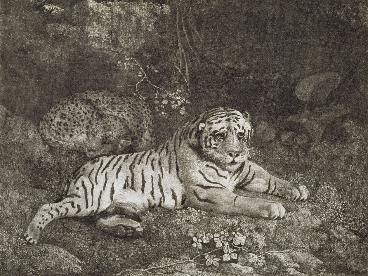 Kaksi Tygers, taiteilijan kaiverrus, pubi. 1788 (etsaus) tekijältä George Stubbs