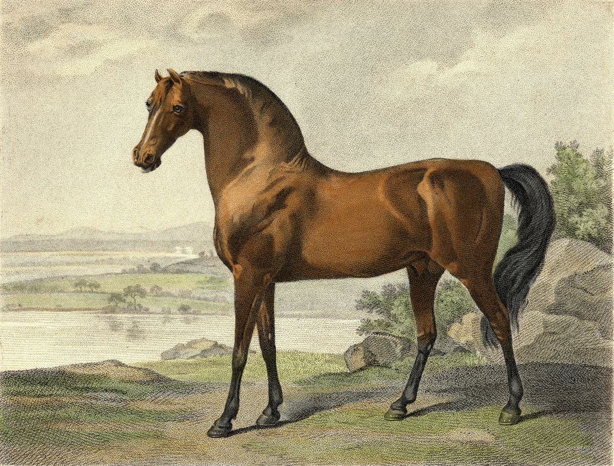 Warren Hastings arabialainen tekijältä George Stubbs