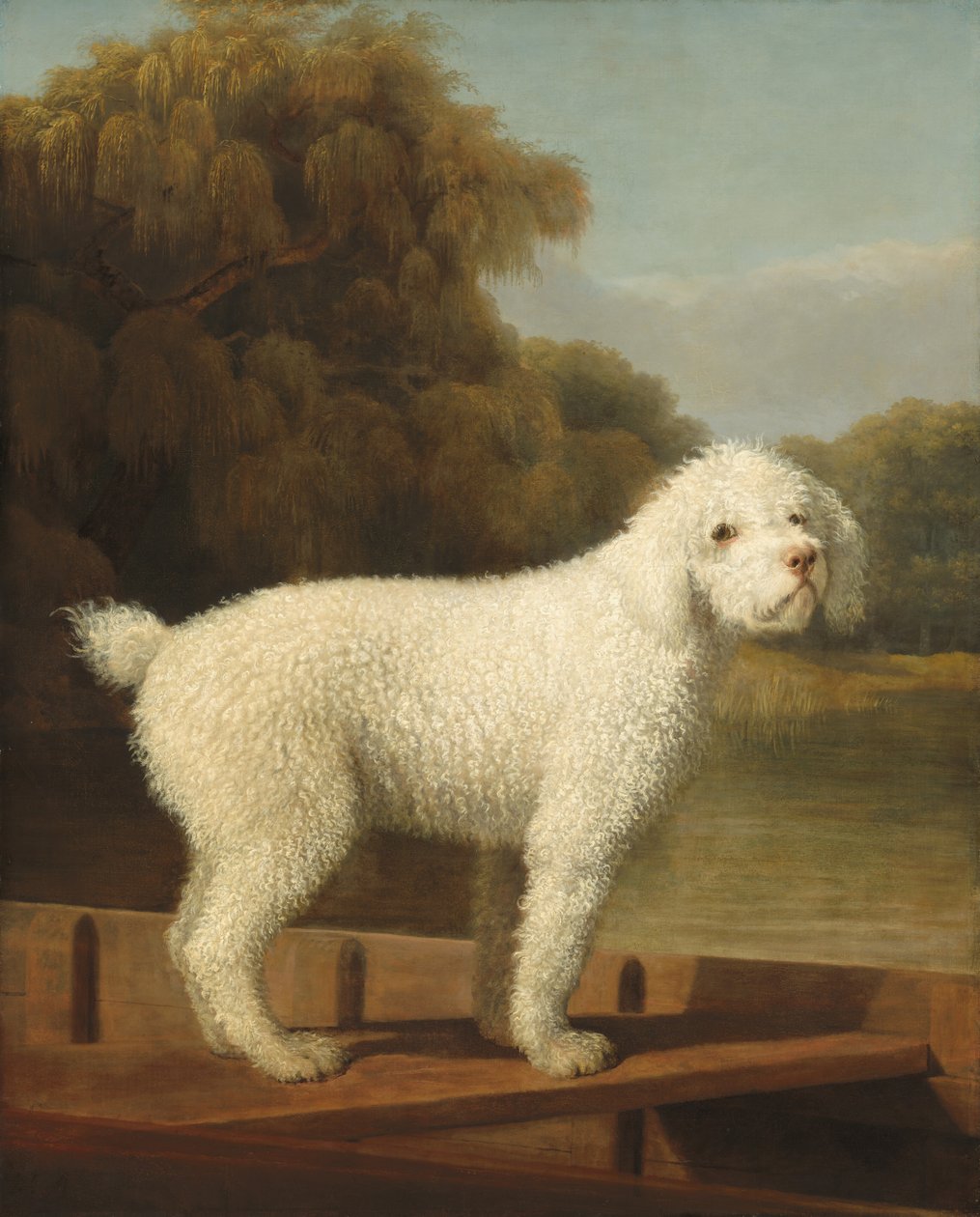 Valkoinen villakoira puntissa tekijältä George Stubbs