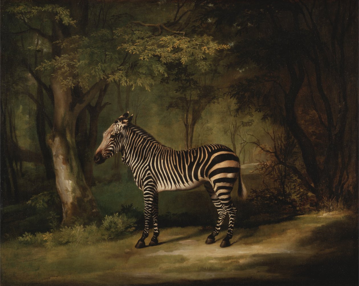 Zebra tekijältä George Stubbs