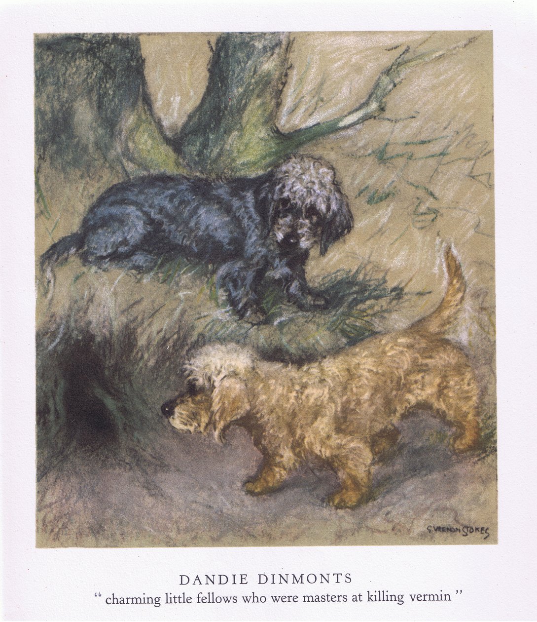 Dandie Dimonts (värilliset litografiat) tekijältä George Vernon Stokes