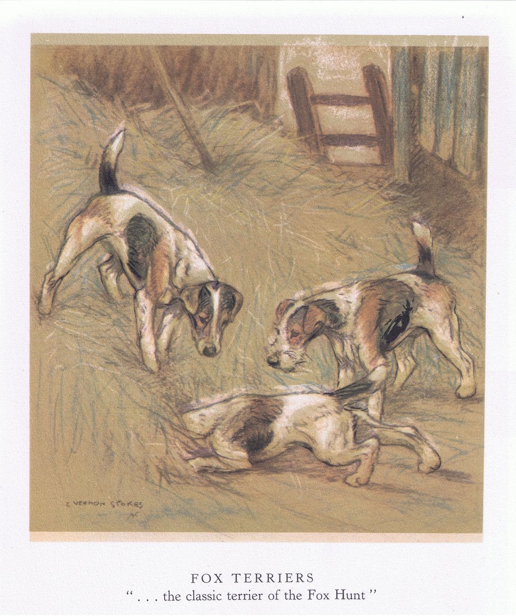 Kettuterrierit (värilitro) tekijältä George Vernon Stokes