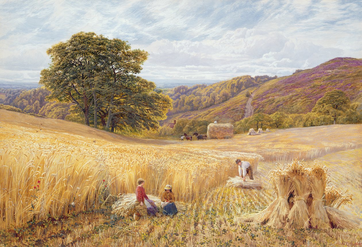 Sadonkorjuuaika lähellä Holmbury Hilliä, Surrey, 1865 (wc ja vartaloväri paperilla) tekijältä George Vicat Cole