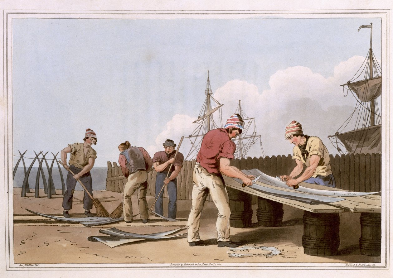 Whalebone Scrapers, kaiverrus Robert Havell Vanhin, julkaissut 1814 Robinson and Son, Leeds tekijältä George Walker