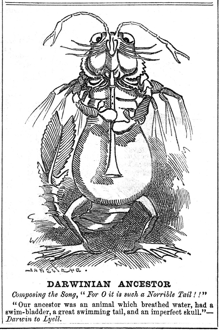 Darwinin esi-isä, 1887 tekijältä George du Maurier
