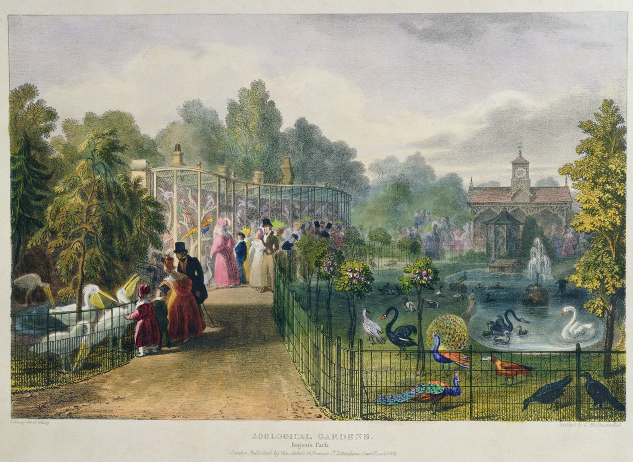 Eläintarhan lintupuisto, Regents Park, kaiverrettu ja pubi. taiteilija, paina Charles Hullmandel (1789-1850), 1836 tekijältä George the Elder Scharf